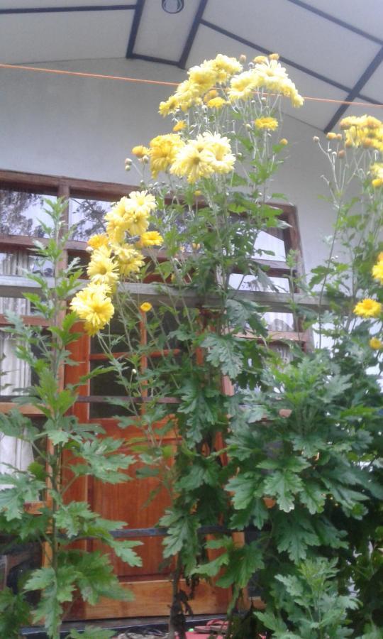 Lily Adam'S Peak Bed and Breakfast Nallathanniya Buitenkant foto